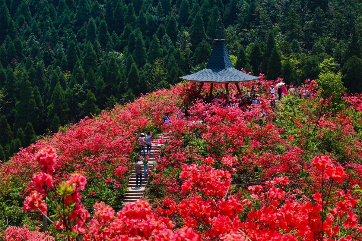 杜鹃花节
