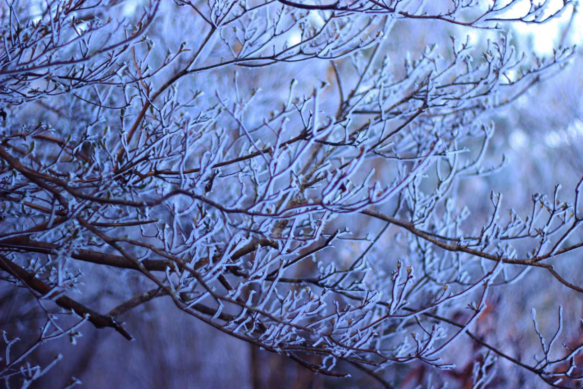玉树琼花丨别等下雪了，先来看看高姥山的绝美雾凇